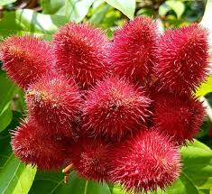 Not Entirely Sure Are These The Fruits Of A Rambutan Tree Or Of A Lipstick Tree Male Rambutan Trees Are Economically Useless As They Produce No Fruit Lychees