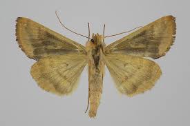 Image result for Autographa macrogamma