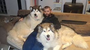We did not find results for: Giant Alaskan Malamute Dog Breed Information And Photos