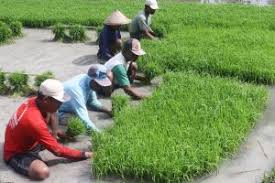 Penanaman padi dilakukan agar akar padi kuat di tanah lumpur nanti. Cara Menanam Padi Yang Baik Dan Menguntungkan Bagi Para Petani Di Desa Ilmubudidaya Com