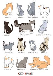 Bombay Cat Black American Shorthair Cat Breeds Cat Vs Human Cat Breeds Chart Cute Animals