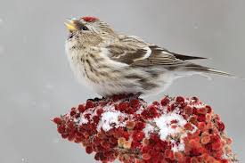 The data collected gives useful information to scientists. Join The Great Backyard Bird Count This Weekend Birdwatching