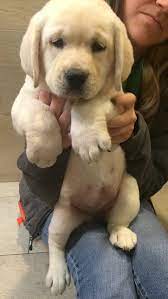 Awwww Cute That Face Lab Puppies Cute Dogs English Labrador