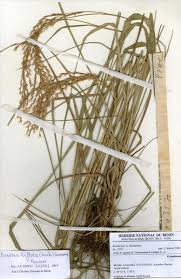 Image result for Bewsia