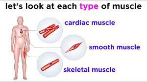 How do the bones of the human skeleton move? The Mechanism Of Muscle Contraction Sarcomeres Action Potential And The Neuromuscular Junction Youtube