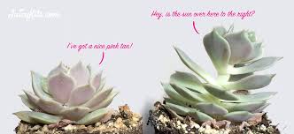 Gharme kam paise me succulent terrarium kaise banaye ?( Grow Light Basics Artificial Lighting For Succulents Cacti Juicykits Com