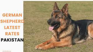German Shepherd Price in Pakistan August 2024