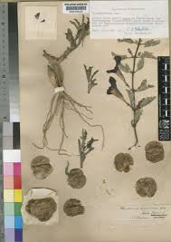 Image result for Pterodiscus angustifolius