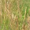 Kentucky blue grass, brome grass, and red top are examples of this class. 3