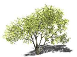 Image result for Acacia mellifera