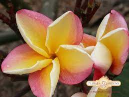 Maui Plumeria Gardens Plumeria Flowers Flower Pot Design Plumeria
