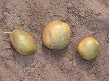 Why do potatoes go green? How To Deal With Green Potatoes Sustainable Market Farming