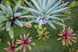 Land for sale in melbourne region, vic. Bromeliads For Sale Melbourne Victoria
