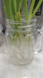 Simple Easy Home Aquaponics Hydroponics Sufficientself Creating A Sustainable Lifestyle