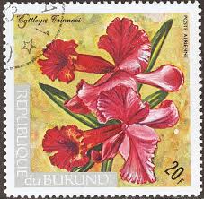 Image result for Triceratorhynchus viridiflorus