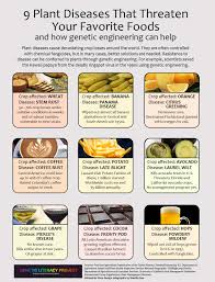 Sanitation greatly enhances management of greenhouse diseases. Infographic 9 Plant Diseases That Threaten Your Favorite Foods And How Gm Can Help Genetic Literacy Project