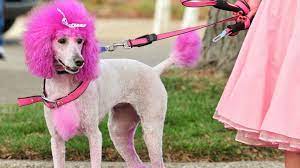 Thoroughly clean the pet's hair and blow it dry. If You Re Gonna Dye Your Pet S Fur A Funky Shade At Least Do It Safely Sheknows
