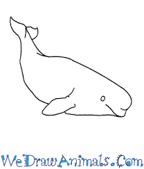 25+ best ideas about whale whale tail pattern. How To Draw A Beluga Whale