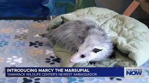 Meet Marcy the Marsupial: Tamarack Wildlife Center’s Newest Ambassador