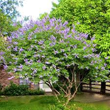 Vitex Agnus Castus Chaste Tree Zone 6 9 8 10ft Tall 5 8ft Wide Violet Blue Flowers Front Yard Plants Plants Vitex Tree