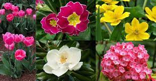 Brighterblooms.com has been visited by 10k+ users in the past month Top 60 Early To Late Spring Flowers To Plant For With Pictures Florgeous