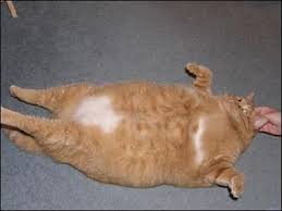 Fat cats by aurora are available in other chubby kitty styles too. Neatorama Blog Archive Top 15 Amazingly Fat Cats