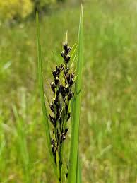 Image result for Scleria arcuata