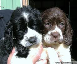 We did not find results for: Akc English Springer Spaniel Puppies Price 500 00 For Sale In Sandpoint Idaho Best Pets Online