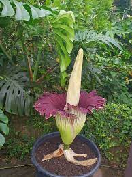 The Blooming Of Titan Arum At The Botanical Garden Zurich Newinzurich Your Guide To Living In Zurich Botanischer Garten Exotische Pflanzen Blumen