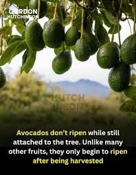 Image result for Dark Avocado 1972 Philco