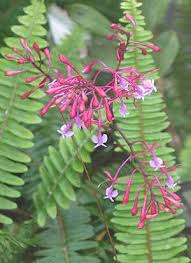 Image result for Phyllanthus microdendron