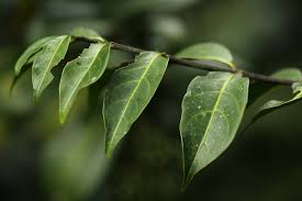 Image result for Canthium oligocarpum