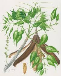 Image result for Entandrophragma delevoyi