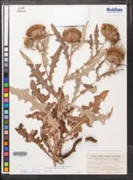 Image result for Cirsium  buchwaldii