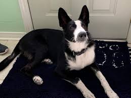 10 Things You Should Know About Panda German Shepherds Ned Hardy