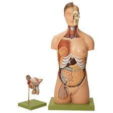 Female has pubovesicle ligament and deep opening of perineal membrane while males have puboprostetic ligament and prostate. Somso Human Male And Female Torso Model 20 Parts Carolina Com