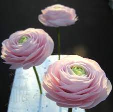 Ranunculus Flowers Fondant Flower Tutorial Gum Paste Flowers Sugar Flowers Tutorial