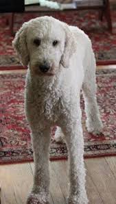 Pin On Dog Cuts