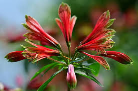 Image result for Alstroemeria pulchella