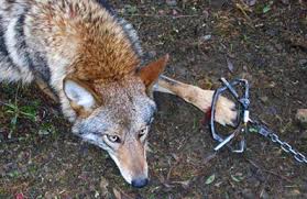fox caught in trap ile ilgili görsel sonucu