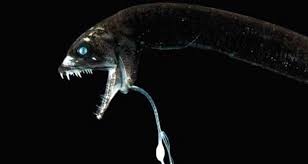 Herxheim Archaeological Site Sea Fish Deep Sea Creatures Deep Sea Fishing