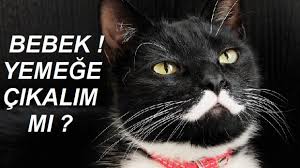 Kedi Biyiklarinin Onemi Nedir Sihirli Kadin