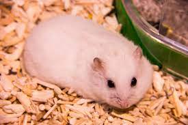 PetCare247 on X: All About the Syrian Teddy Bear #hamster: Housing, Care,  Toy and petting, Feeding, Lifespan and Are Teddy Bear Hamster Good Family  #pets?  X, hamster lifetime - thirstymag.com