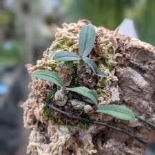 Image result for Bulbophyllum elliotii