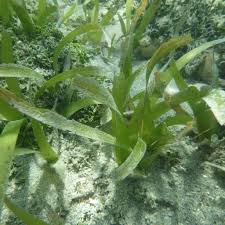 Image result for Thalassia hemprichii