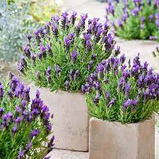 You'll receive email and feed alerts when new items arrive. Buy Lavender Stoechas Plants At Best Sale Prices In Ireland