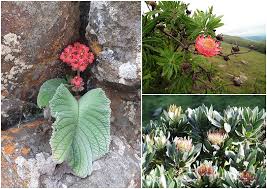 Image result for Micrococca capensis