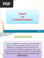 Image result for Pilea sublucens