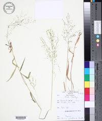 Image result for Panicum gracilicaule