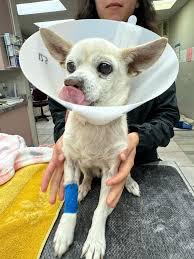 K9 Spirit Organization added a...